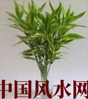 云南十二生肖养什么植物最旺财运？你知道吗！
